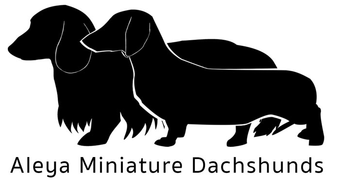 Aleya Dachshunds