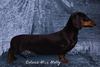 Solana Miss Molly (Molly)
